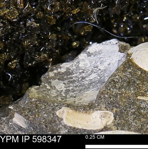 Limopsis striatopunctatus