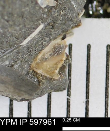 Limopsis striatopunctatus