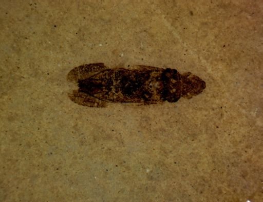 undet. Hemiptera