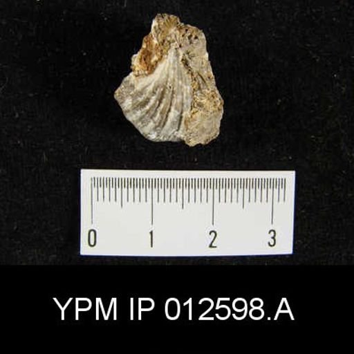 Camarophoria venusta
