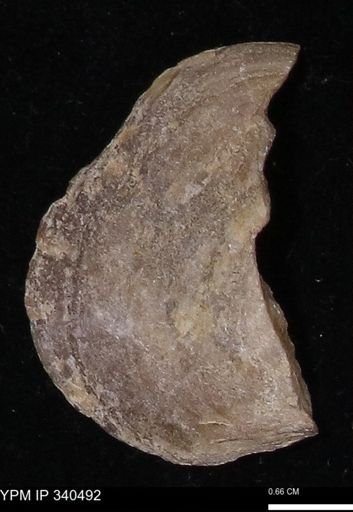Ostrea glabra