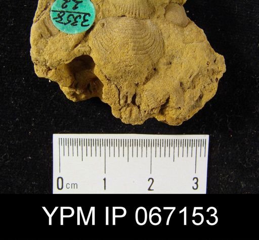 Productella hallana
