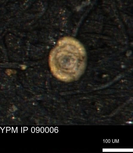 Spirolocammina subcircularis