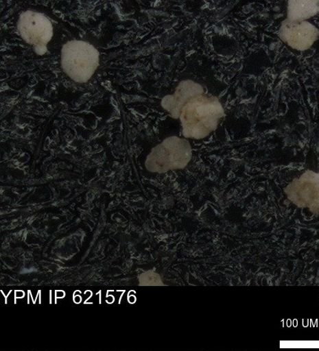 undet. Foraminiferida