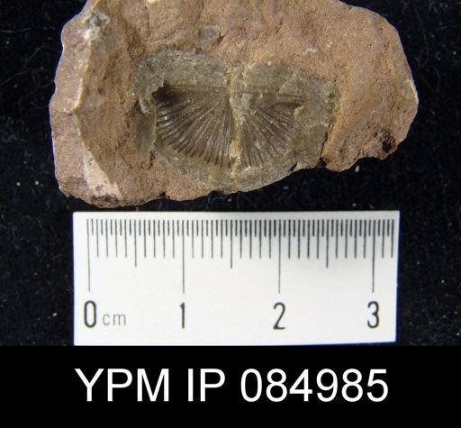 Amphistrophia prolongata chaleurensis