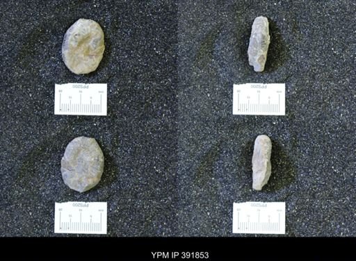 Scaphites whitfieldi