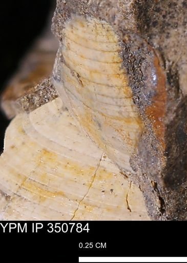 Limopsis striatopunctatus
