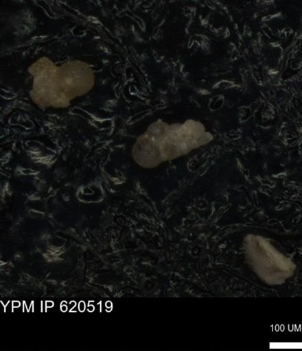 undet. Heterohelicidae