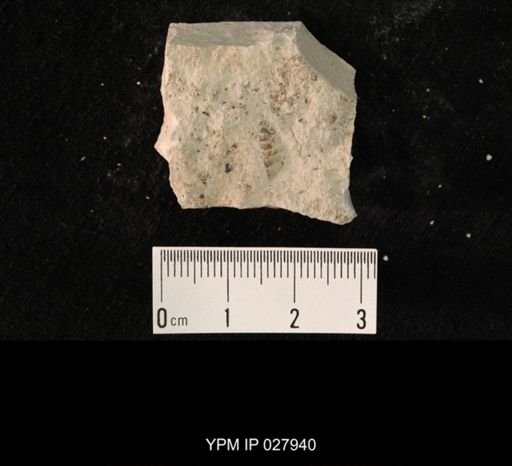 undet. Hexapoda