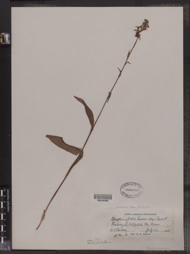 Blephariglottis lacera