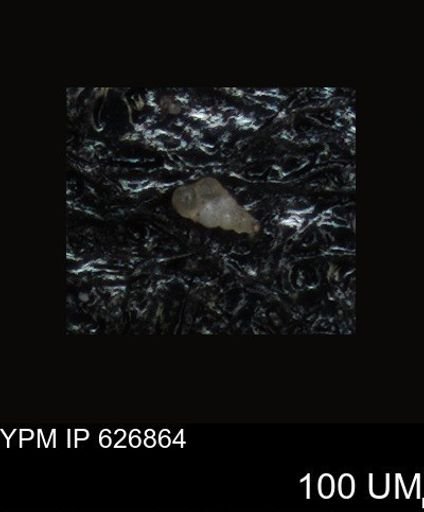 undet. Foraminiferida