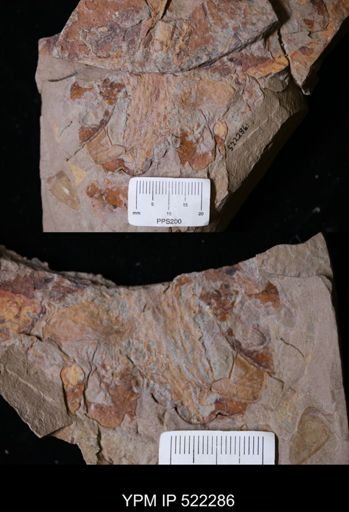 undet. Arthropoda