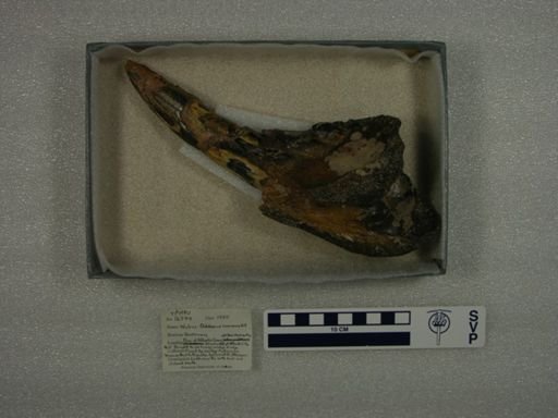 Odobenus rosmarus