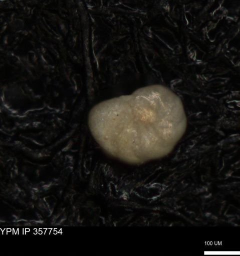 undet. Foraminiferida