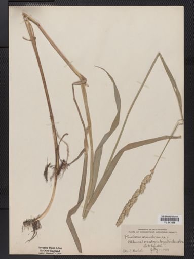 Phalaris arundinacea
