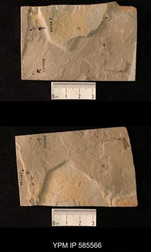 undet. Formicidae