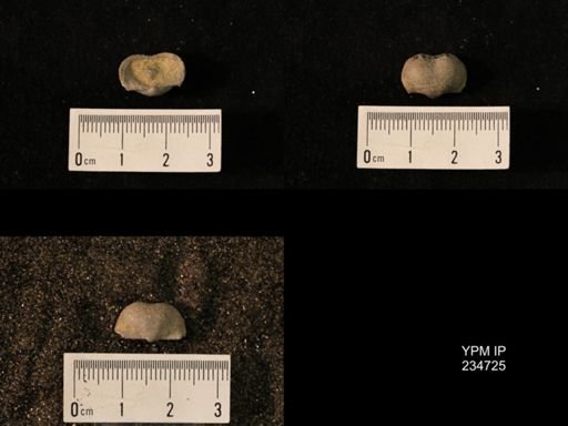 Marginifera splendens