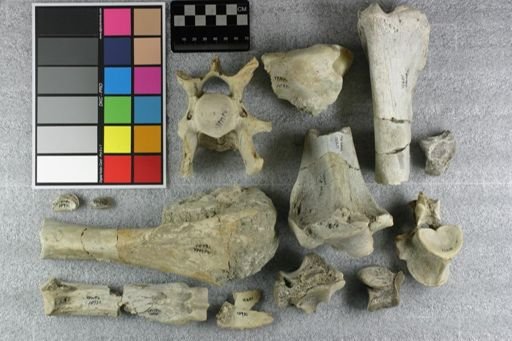 Subhyracodon sp.