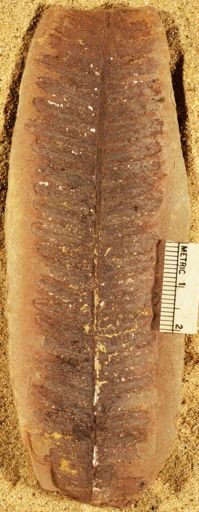 Pecopteris