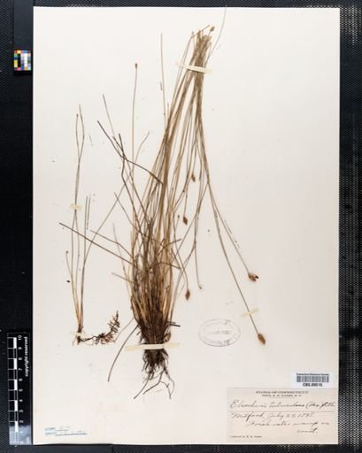 Eleocharis tuberculosa