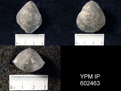 Meristella princeps