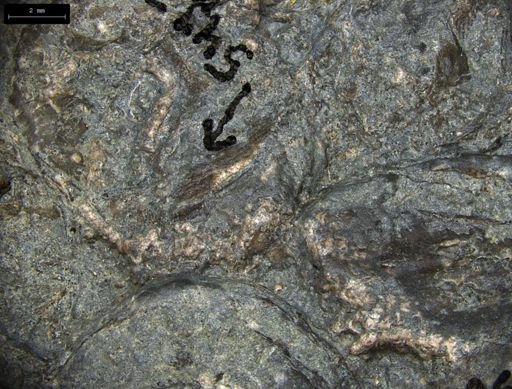 Aplocoma damesii