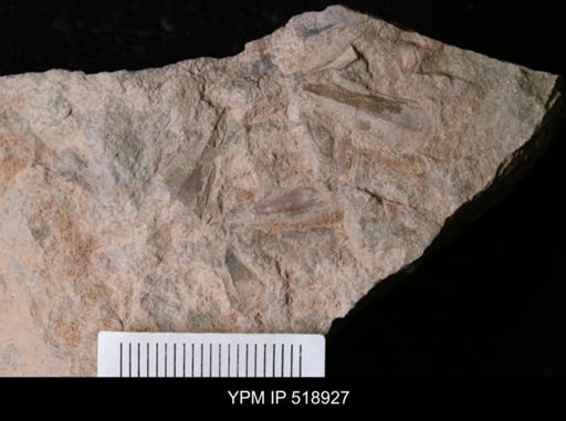 undet. Hyolithida
