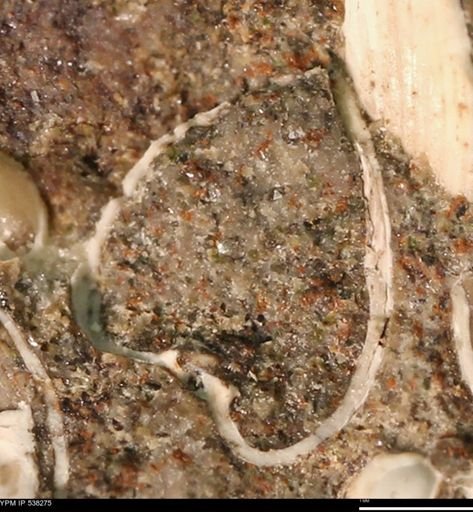 Corbulamella gregaria