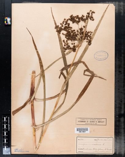 Scirpus sylvaticus