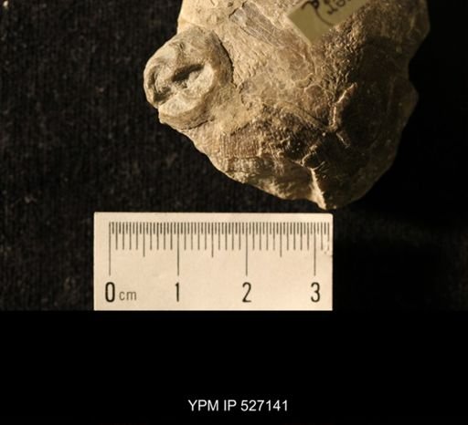 Isorophus cincinnatiensis