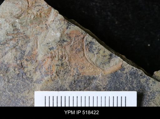 Cothurnocystis sp.