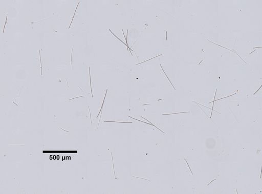 Coelosphaera raphidifera