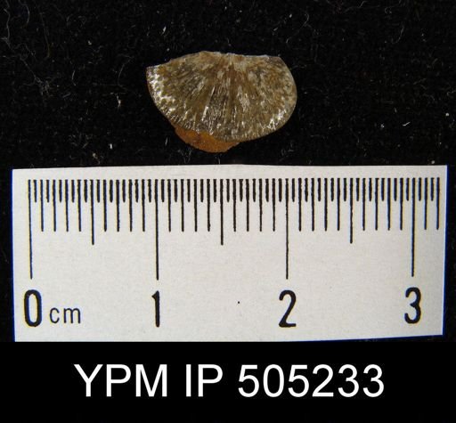 Chonetes michiganensis