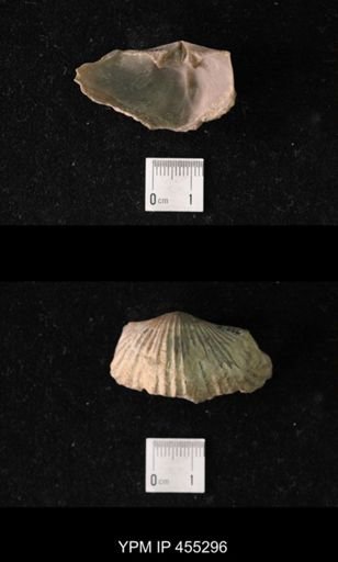 Platystrophia ponderosa