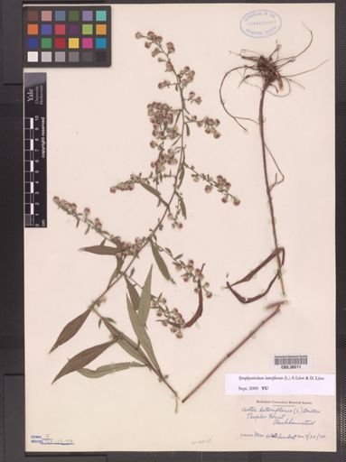 Symphyotrichum lateriflorum