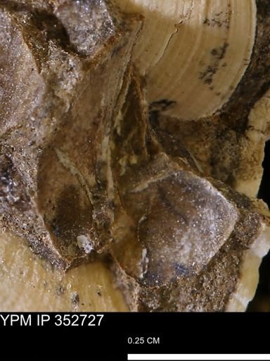 undet. Bivalvia