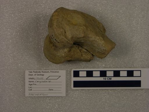 Coryphodon sp.