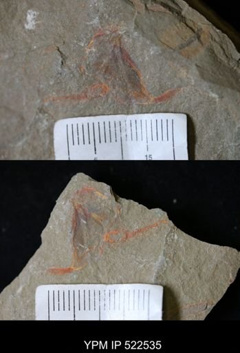Cothurnocystis sp.