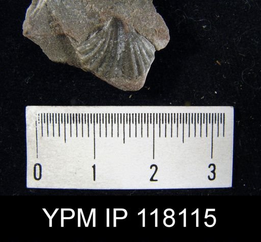Rhynchospira sinuata