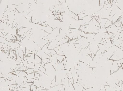 Kirkpatrickia