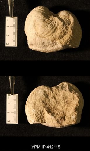 Echinoconchus sp.