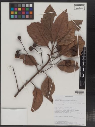 Plantae