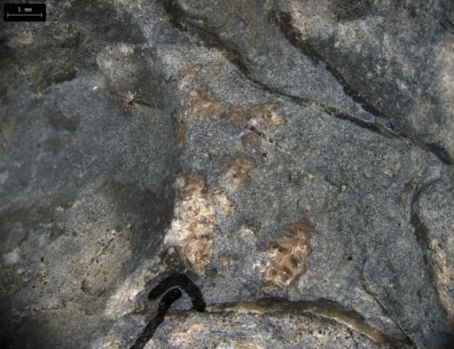 Aplocoma damesii
