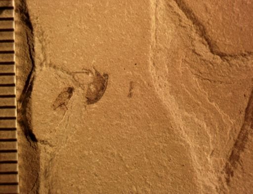 undet. Staphylinidae