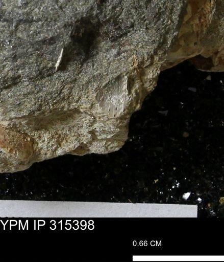 undet. Mollusca