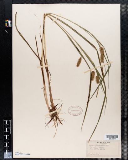 Carex hystericina