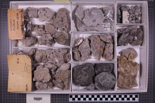 mixed taxa, stratigraphic collection