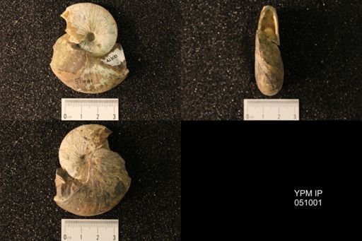 Hoploscaphites nicolletii