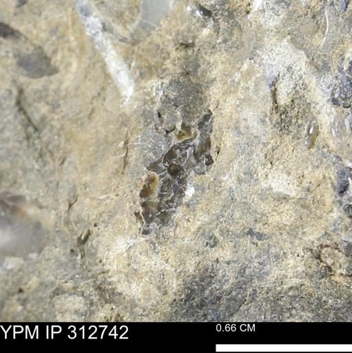 undet. Ammonoidea