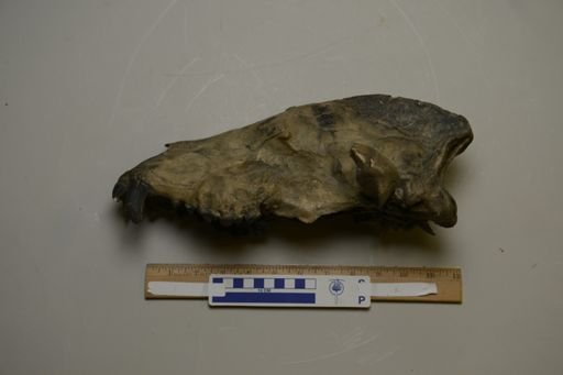 Amphicyon idoneus